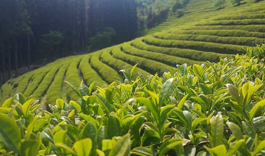 Bizzmirth Holidays